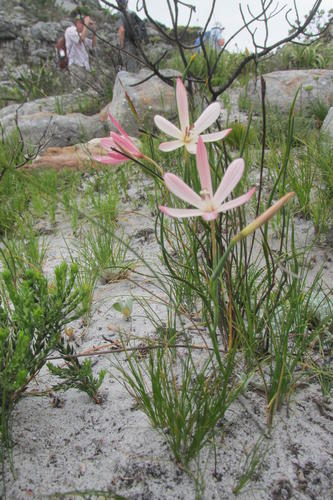 Geissorhiza bonae-spei