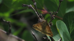 Choristostigma