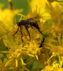 Empis clausa