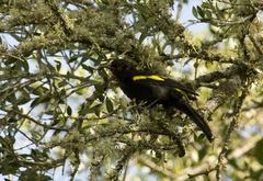 Cacicus chrysopterus