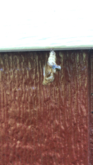 Plusiodonta compressipalpis