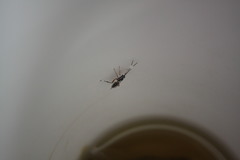 Glabridorsum stokesii