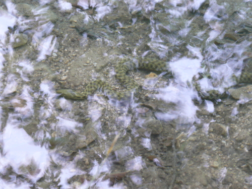 užovka fŕkaná (Natrix tessellata)