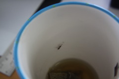 Glabridorsum stokesii