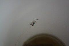 Glabridorsum stokesii