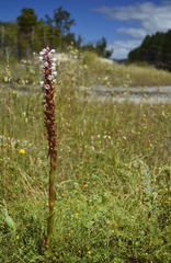 Satyrium acuminatum