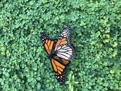 Danaus plexippus
