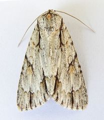 Acronicta thoracica