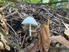 Leucocoprinus brebissonii