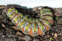 Nudaurelia cytherea