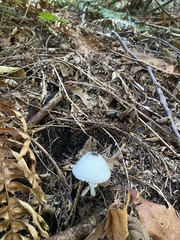 Leucocoprinus brebissonii