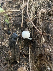 Leucocoprinus brebissonii