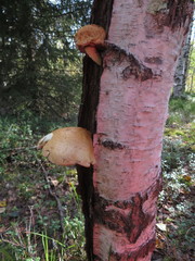 Pholiota heteroclita