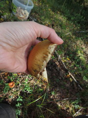 Pholiota heteroclita
