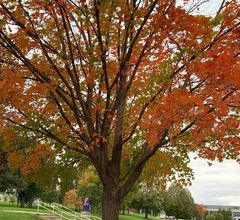 Acer