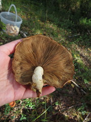 Pholiota heteroclita
