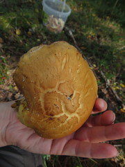 Pholiota heteroclita