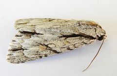 Acronicta thoracica