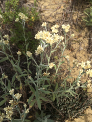 Pseudognaphalium biolettii