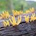 Calocera - Photo (c) lizziepop, some rights reserved (CC BY-NC)