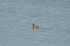 Podiceps nigricollis