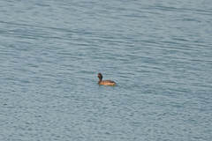Podiceps nigricollis