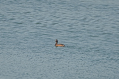 Podiceps nigricollis