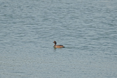 Podiceps nigricollis