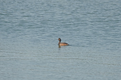 Podiceps nigricollis