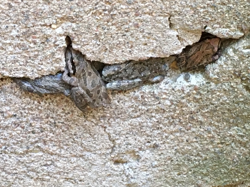 California Tree Frog From San Diego County, Ca, Usa On September 10 