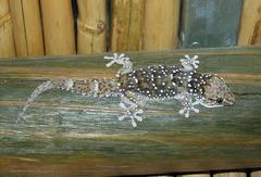 Chondrodactylus bibronii