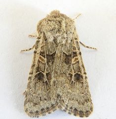 Spodoptera hipparis