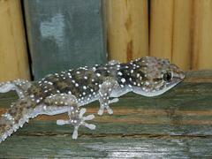 Chondrodactylus bibronii