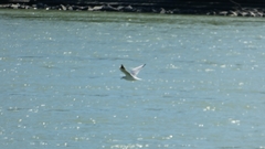 Chroicocephalus ridibundus