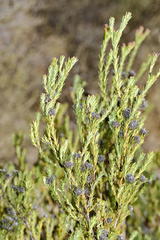 Leucadendron stellare