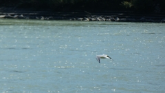 Chroicocephalus ridibundus