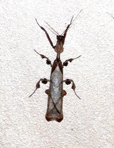Common Ghost Mantis