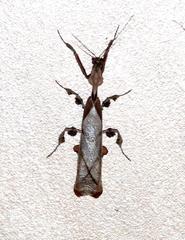 Phyllocrania paradoxa