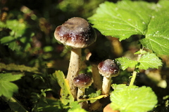 Cortinarius evernius