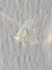 Chrysopidae