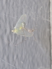 Chrysopidae