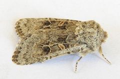 Spodoptera hipparis