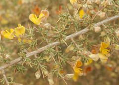 Aspalathus acuminata acuminata