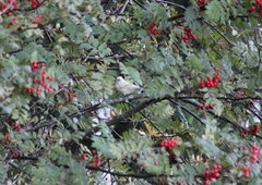 Serinus canaria domesticus