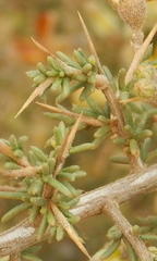 Aspalathus acuminata acuminata