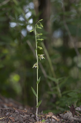 Epipactis tallosii