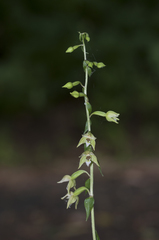 Epipactis tallosii