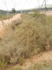 Aspalathus acuminata acuminata