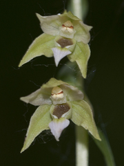 Epipactis tallosii