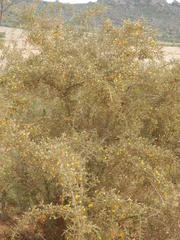 Aspalathus acuminata acuminata